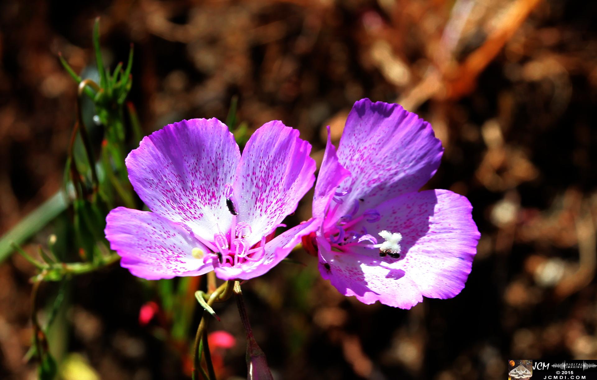 Whitney Canyon Hike pink flowers